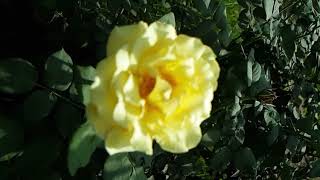 Aesthetic Flower Shorts