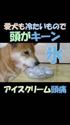 ワンちゃんも冷たいもので頭がキーン Even dogs get brain freeze from cold treats #shorts #柴犬 #dogs #アイスクリーム頭痛 #犬