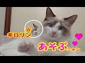 人見知りになった猫 もう一度抱っこ猫へ 1.ハウル君編 Ragdoll Cat Howl