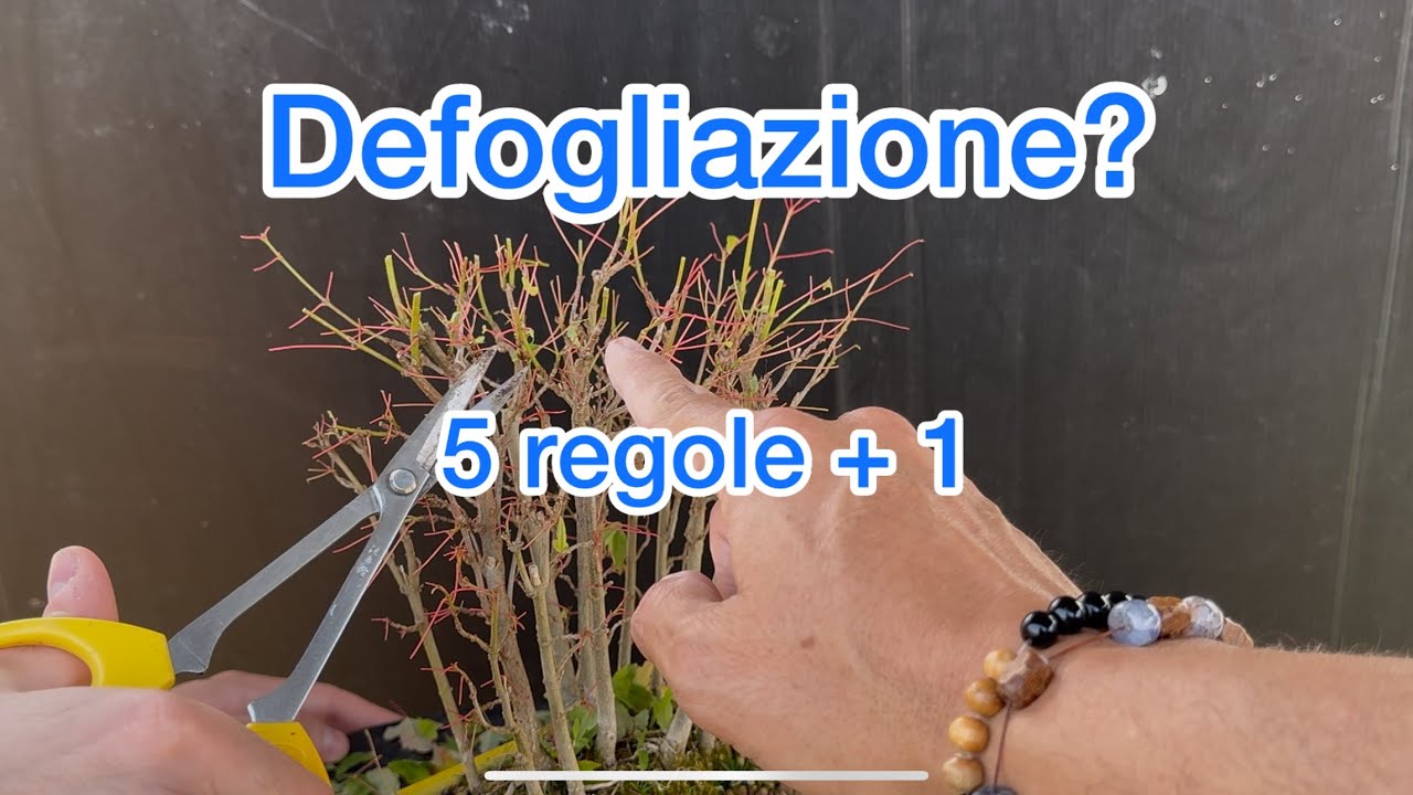 Defogliazione di un acero bonsai con queste sei regole per un risultato PERFETTO!
