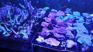 Coral shopping in Montreal (Laval) quick tour of Reef Solution 500g sps display tank