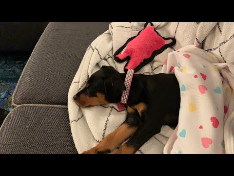 I’d like you to meet someone :) camera iphone 8 plus apk