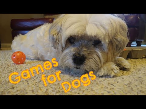 Toys and games for you and your blind dog - DogTime