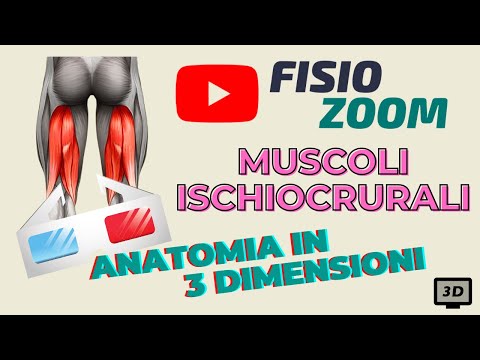 Video: Ischio: Struttura, Funzione, Cause Del Dolore, Frattura