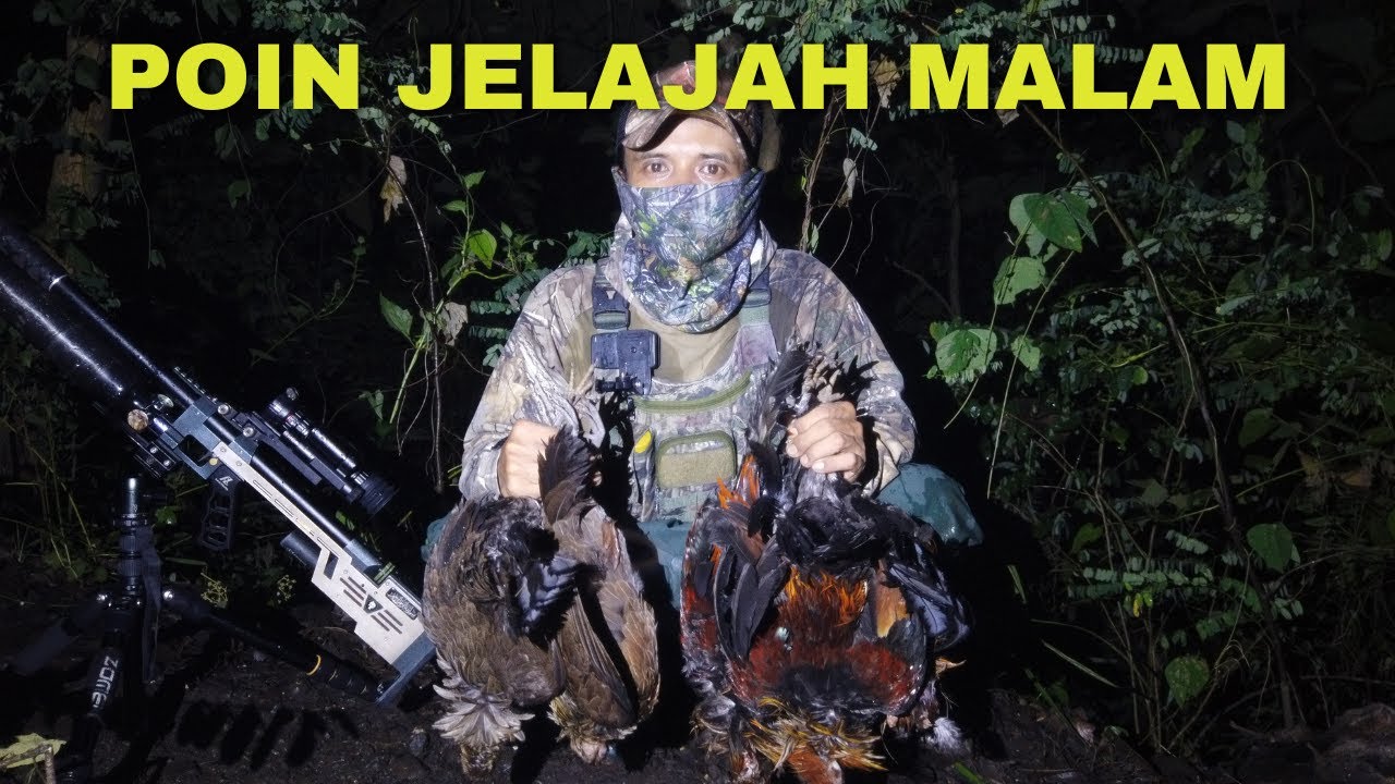 panen jelajah malam di HUTAN ( BERBURU AYAM HUTAN )