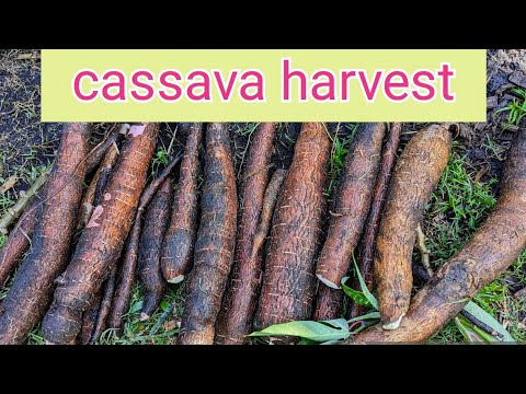 Amazing Cassava Harvest! -Plant a stick - get lots of food! Cassava sticks now available on my Etsy