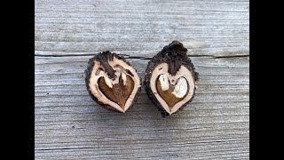 How To Crack Black Walnuts Easily