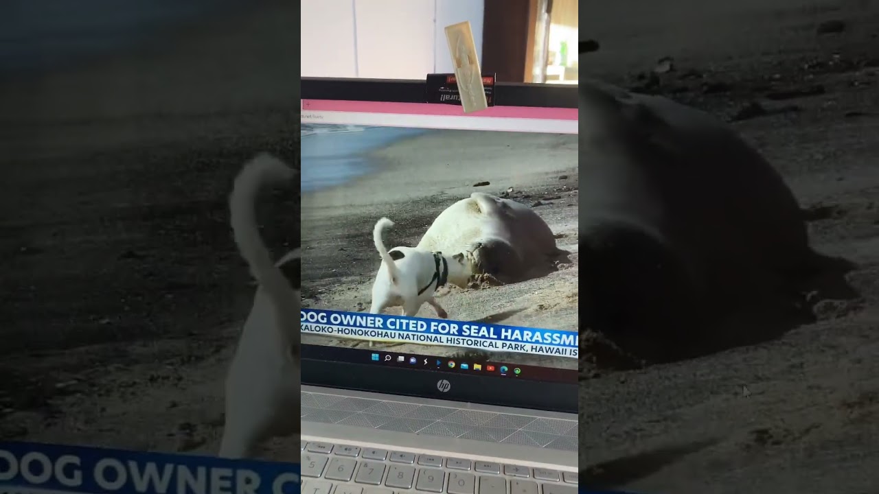 HARASSMENT This poor dog has an ignorant owner & that’s being too kind. Seals r protected by fed law