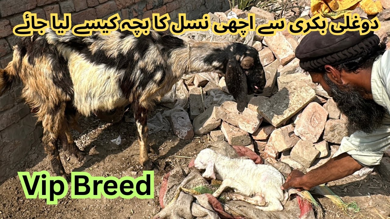 Awchi nasal ka bacha kesay lia jai | Goat farming tips | goat farming in pakistan #goatfarming #goat