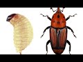 حشرة سوسة النخيل الحمراء ..The red palm weevil (Rhynchophorus ferrugineus Olivier).