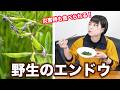【防災キャンプ】災害時にも食べられる!カラスノエンドウって知ってる?【防災サバイバル】