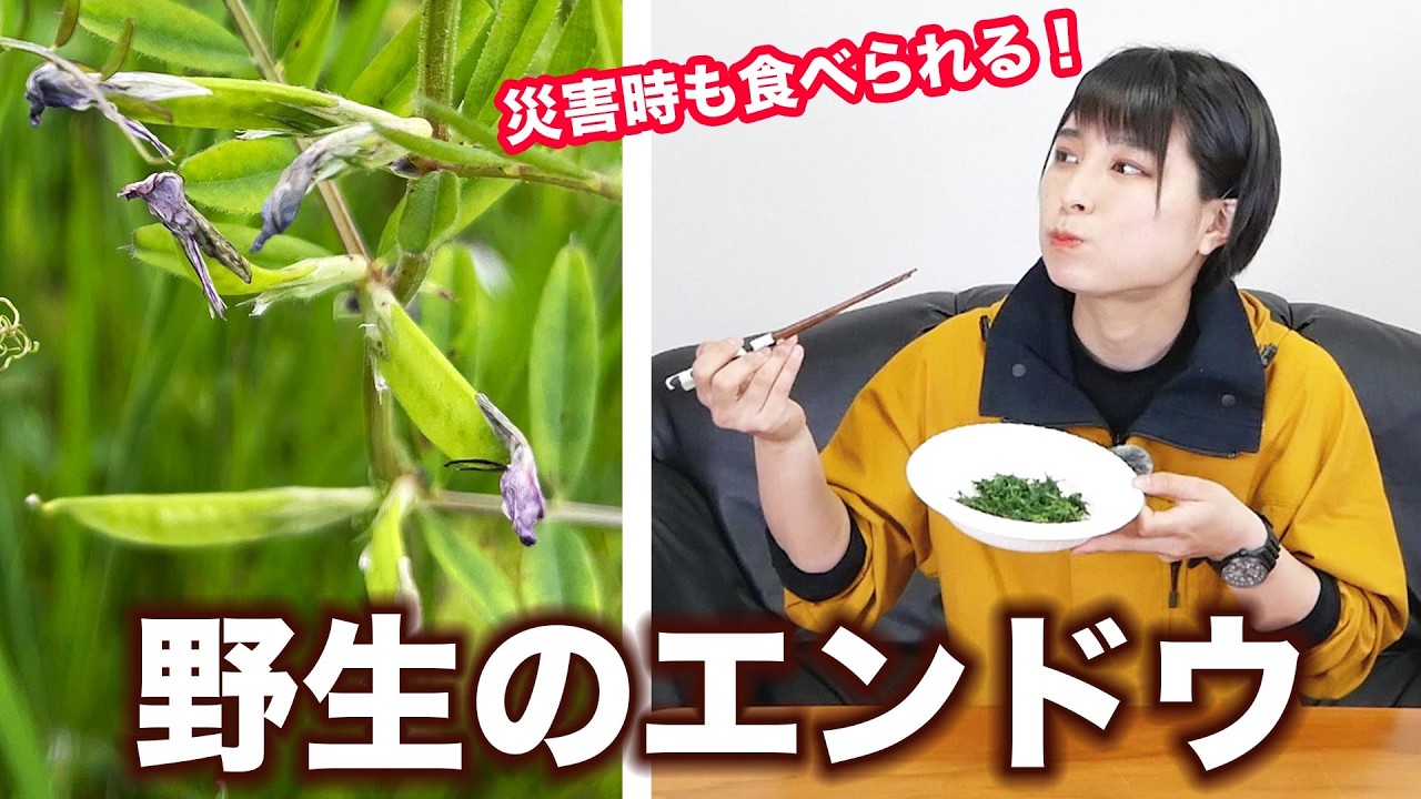 【防災キャンプ】災害時にも食べられる!カラスノエンドウって知ってる?【防災サバイバル】