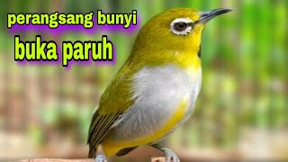 Suara Pleci Ngalas   Ngeriwik Untuk Perangsang Bunyi Ngalas   Gacor Buka Paruh