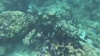 GoPro: Adventure in Belize 2014