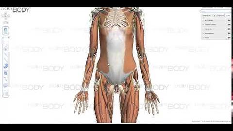 Zygote Body2 Orbit Tutorial