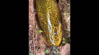 Amazing Trapping Ell Giant In Village Ells Grating Ells Incredible Ells Very Incredible Amazing Ells