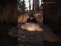 #TBT to this HUGE 77lb+ Common for Freres Postieaux 😮 👏🏻 #CarpFishing