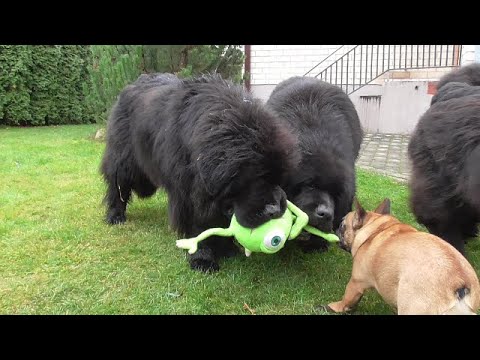 Newfoundland Dogs And French Puppy Play Tug Of War With Toy Youtube Newfoundland Dogs And French Puppy Play Tug Of War With Toy Youtube