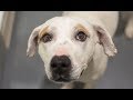 LIVE: Adoptable Dog in NYC Looking for Forever Home | The Dodo LIVE: Adoptable Dog in NYC Looking for Forever Home | The Dodo