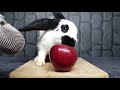 Rabbit Eating Apple in ASMR