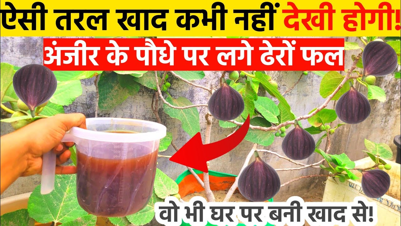 ऐसी तरल खाद कभी नहीं देखी होगी! अंजीर के पौधे पर लगे ढेरों फल – वो भी घर पर बनी खाद से!