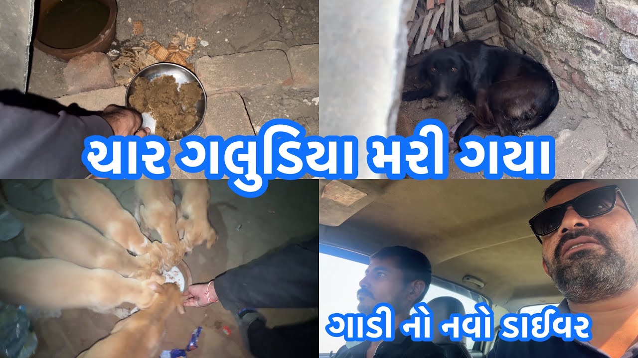 ચાર ગલુડિયા મરી ગયા 🙏 ગાડી નો નવો ડાઈવર 🚗 #vlog 