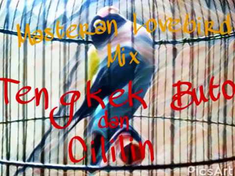 Mastean lovebird tengkek buto mix lovebird isian cililin