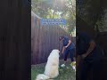 The BEST Feeling as a Dog Trainer!
