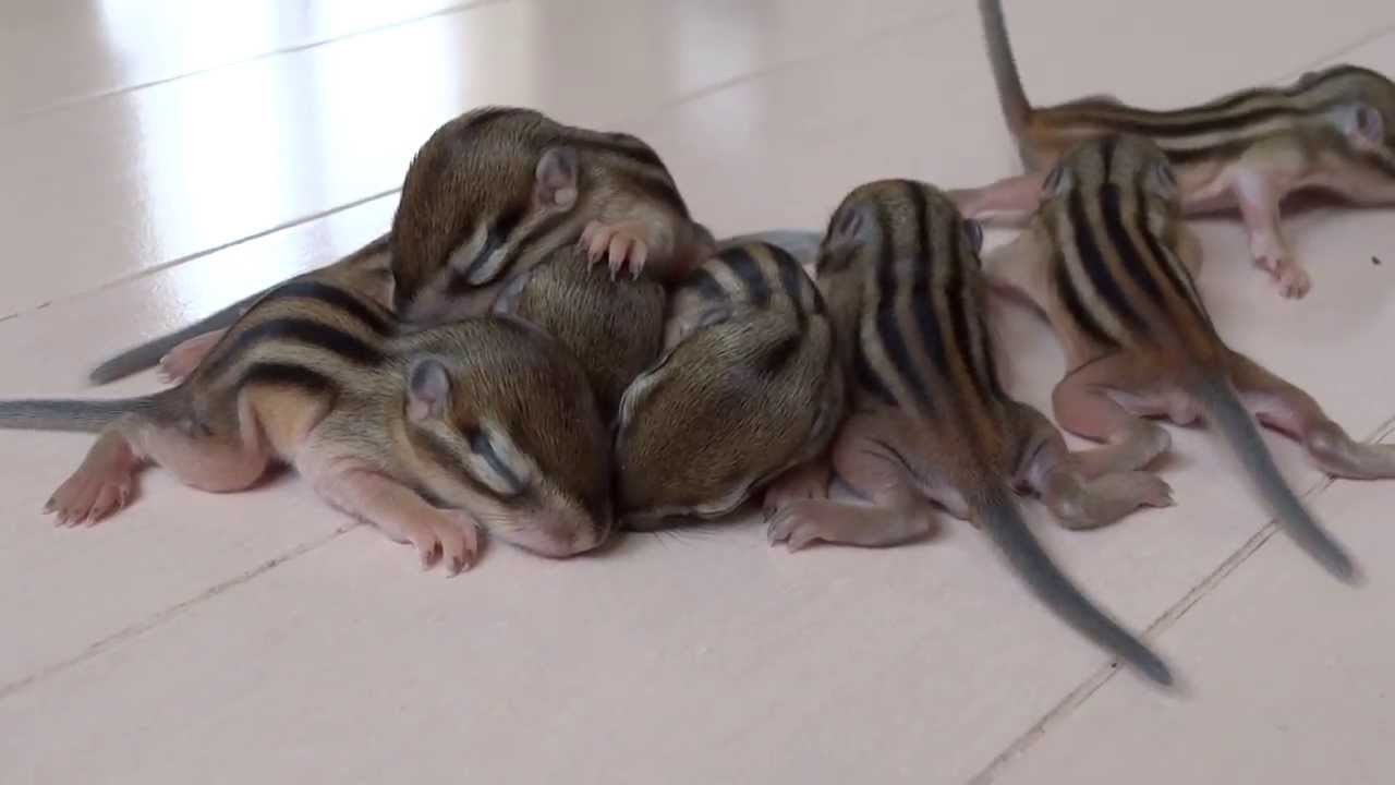 かわいいシマリスの赤ちゃん 生後 19日 Cute Chipmunk Babies 19days Old Youtube