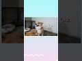 ぽるぽるが柴犬スティーブと夢のコラボ🐶 #shorts