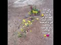 ياشمس دفيلي امي دفي امي من البرد