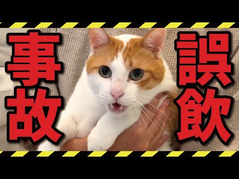 【反省】やってしまいました…【関西弁でしゃべる猫】【猫アテレコ】