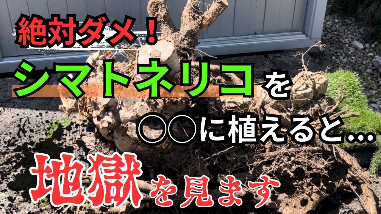【シマトネリコ後悔】植えなきゃよかった💦そんな事になる前に！〜植える前から切る事考えるバカいるかよ！〜