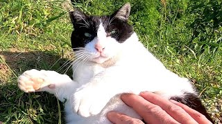 牛みたいな野良猫がモフられに土手を上がってきた