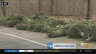 NYC Holds Annual 'Mulchfest' To Recycle Christmas Trees