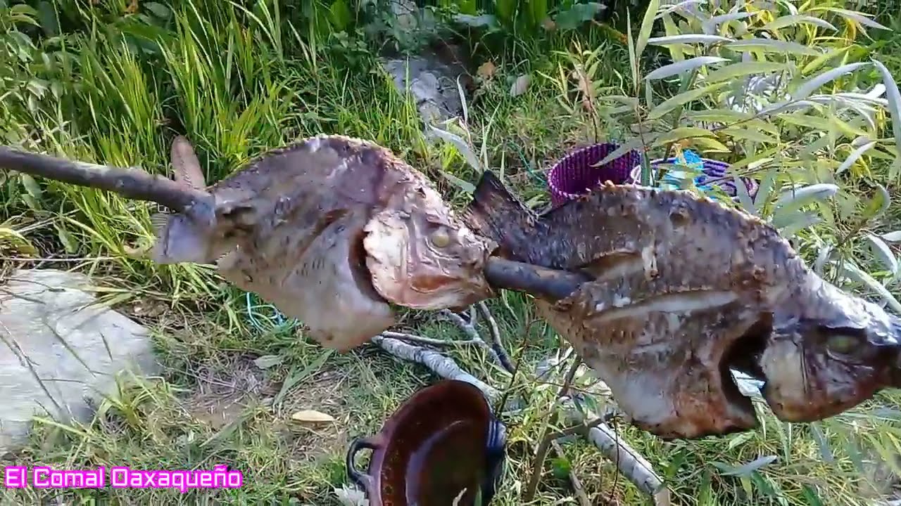 Asando una ricas mojarras en el rio con mi familia