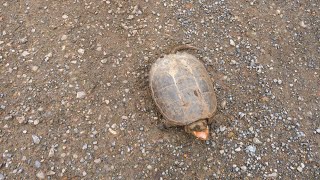 Snapping Turtle Encounter Bumper Cam ( 4/12/2024 )