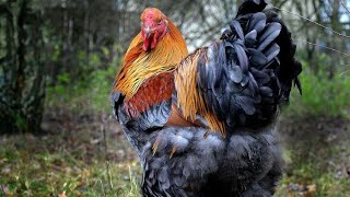 You’ve Never Seen Chickens This Big - Giant American Breeds Exposed!