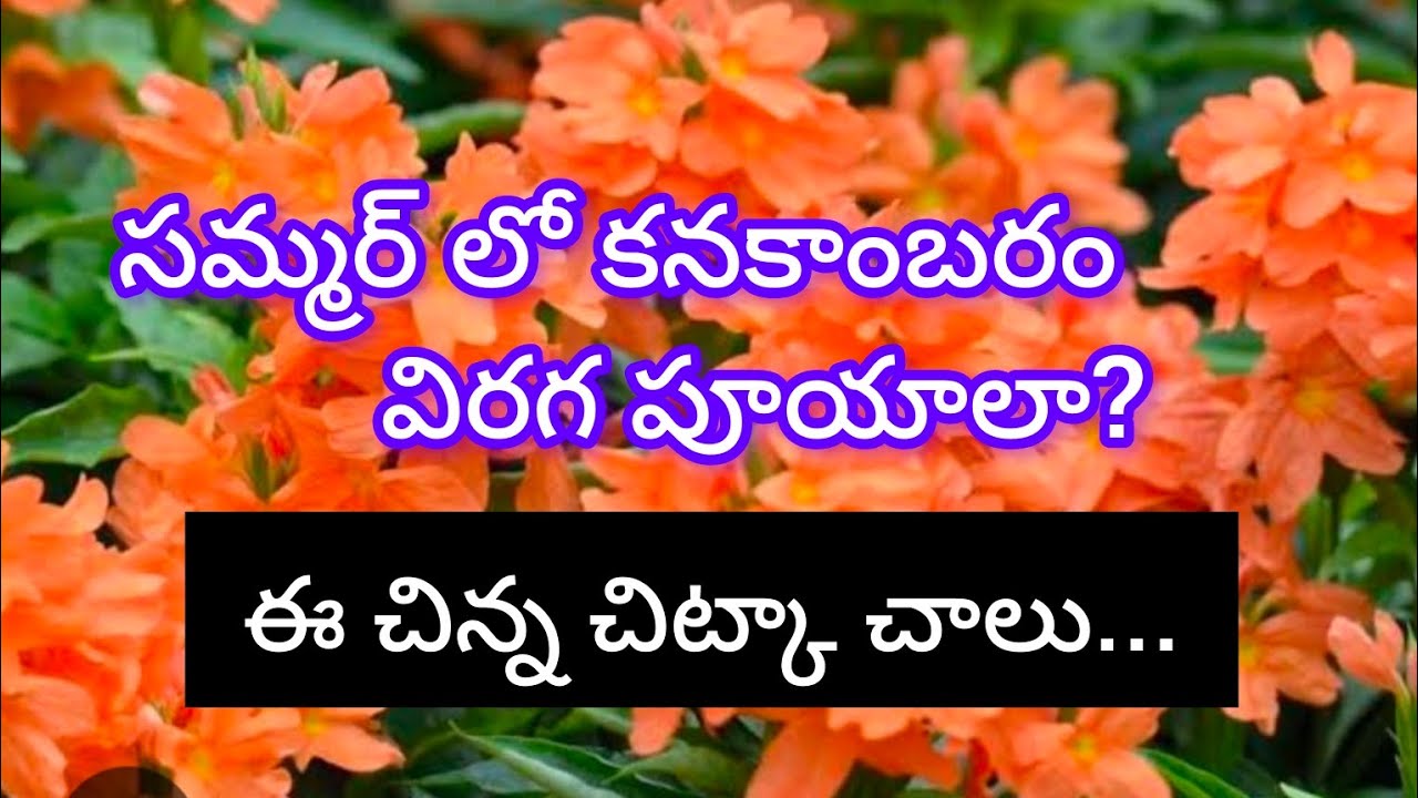 కనకాంబరం మొక్క గురించి A to Z. విత్తనం నుండి మరల విత్తన సేకరణ వరకు కంప్లీట్ గైడ్