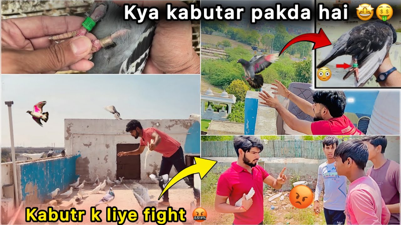 Ring 💍 Wala Pigeon Pakda Gya 🤑 || Kabutar k Liye Ladai Hogyi 😑 || Bht mehnga kabutr pakra 🕊️