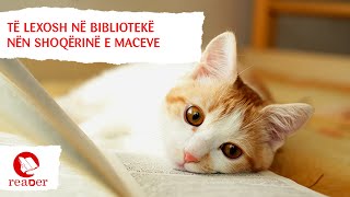 Të Lexosh Në Bibliotekë Nën Shoqërinë E Maceve