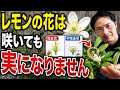 【レモン】花が咲くのに実がならない本当の原因！【園芸】【ガーデニング】
