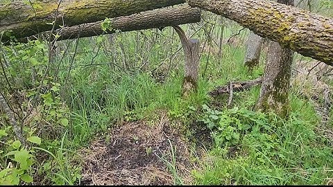 Man-Made Buck Bedding on a Swamp Transition