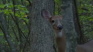 Deer (5 of 5) @ Macricostas Preserve - New Preston, CT - 09-18-2017