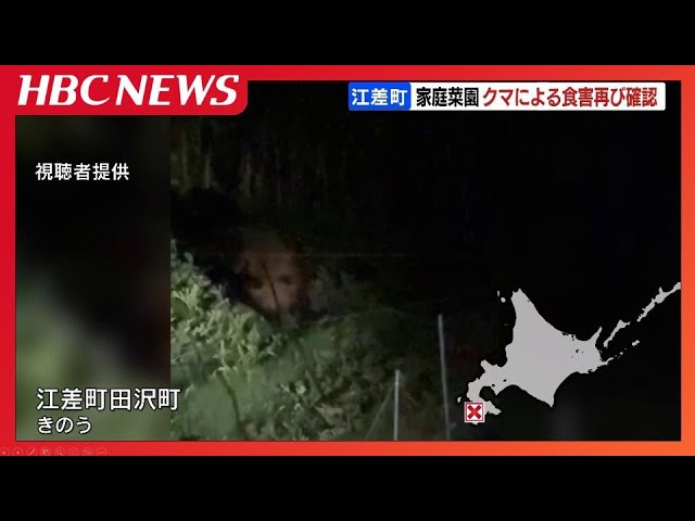 家庭菜園を荒らすようなヒグマを撮影 体長約1.5メートルか フライパン