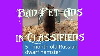 Bad Pet Ads in Classifieds