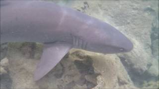 I got a little too close to this 5 foot White Tip Reef Shark