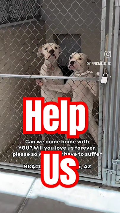 ❤️🩹Take this beautiful brother and sister home together if possible💗💝#A5083405 female#A5083404 male
