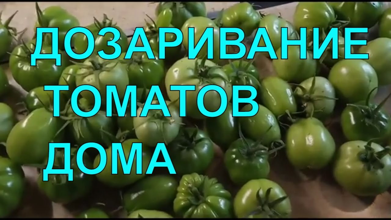 Дозревание ЗЕЛЕНЫХ томатов/Что делать если помидоры не успели созреть -YouTube