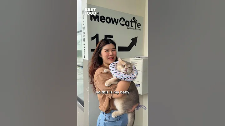 Video 10498861: british long hair, cat review, meow